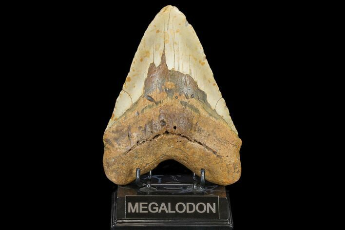 Fossil Megalodon Tooth - + Foot Prehistoric Shark #114405